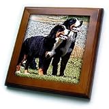 Dogs Bernese Mountain Dog - Bernese Mountain Dog - Framed Tiles