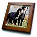 Dogs Bernese Mountain Dog - Bernese Mountain Dog - Framed Tiles