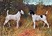 Two Fox Terriers - 12x18 Gallery Wrapped Canvas Print