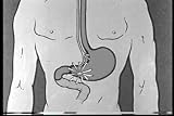 Movies For Teaching Anatomy & Physiology: 11-DVD Collection: Old Health & The Human Body Anatomy Pictures Films (1920s  1960s)