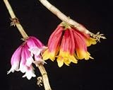 Dendrobium lawesii 'Red and Yellow' x Dendrobium lawesii 'Pink and White' LIMIT ONE