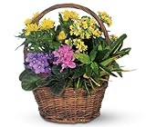 African Violet and Kalanchoe Plant Petite European Basket