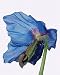 Himalayan Blue Poppy - 48