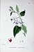 WOODY NIGHTSHADE BOTANY PLANTS c1902 SOLANUM FLOWERS