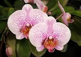 Phalaenopsis Looking for Matthew 'Newberry'