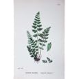 BOTANY PLANTS c1902 LANCEOLATE SPLEENWORT ASPLENIUM