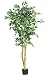 5 Ft Ficus Silk Tree