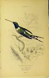 DUPONT S HUMMING BIRD MEXICO c1880 HAND COLOURED PRINT