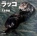 ラッコ (北国の野生動物)