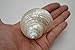 Polished White Pearl Jade Turbo Hermit Crab Sea Shell 2