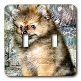 Dogs Pomeranian - Roxy, Pomeranian Puppy - Light Switch Covers - double toggle switch