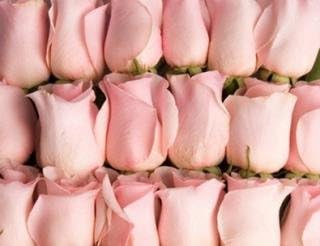 125 Light Pink Extra Long-stem Roses From South America (Wholesale) | 28-inch Stems | 125 Stems Per Order | Weddings, Anniversaries, or Party Decorations