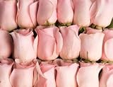 100 Light Pink Roses From South America (Wholesale) | 22-inch Stems | 100 Stems Per Order | Weddings, Anniversaries, or Party Decorations
