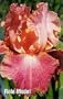 Role Model Bearded German Iris 1 Rhizome