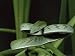 Long-Nose Vine Snake (Ahaetulla Prasina), in Captivity, from Southeast Asia, Asia Art...