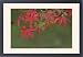 Framed Prints of Maple Leaves, Katsura, from Danita Delimont