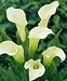 Albomaculata Calla Lily Bulb - Zantedeschia