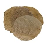 10 &acute; Replacement Fishskin Drum Head - B002VTSVZE