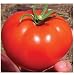 Bradley Tomato - 120 Seeds (Heirloom)