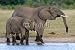 Wallmonkeys Peel and Stick Wall Decals - African Elephants - Removable Graphic