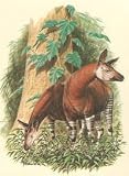 WWF Okapi Stamps, 4 Official Proof Edition Prints