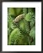 Cone and Branch of Sitka Spruce, Point Adolphus National Geographic Collection Framed Art Poster Print by Michael Melford, 18x22