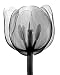 X-ray photograph of tulip blossom