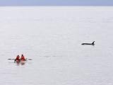 Kayakers Watch a Passing Killer Whale Photographic Poster Print by Ralph Lee Hopkins, 12x9