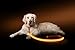 ILLUMISEEN LED Light Up Dog Leash | Ultra High Visibility Up to 350 Yards | 3 Lighting Modes | USB Rechargeable, No Batteries Needed | Padded Handle & Rotating Swivel Clasp to Prevent Leash Tangling