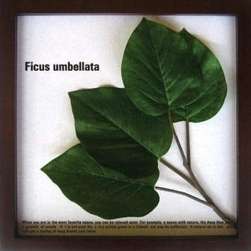《リーフパネル》Ficus Umbellata(フィカス ウンベラータ)