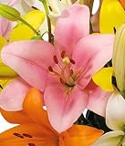 Bunches Florapost Ltd. Luxury Lilies