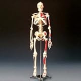 Painted and Numbered Big Tim Skeleton Model CMS65
