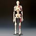 Painted and Numbered Big Tim Skeleton Model CMS65