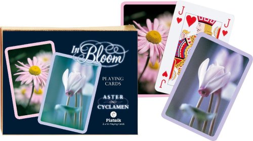 Aster + Cyclamen Preisvergleich