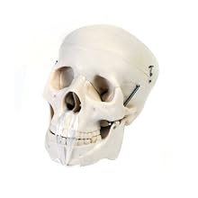 American Educational Plastic Skull Model