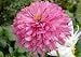 poodle17 - CONEFLOWER PINK POODLE 1 gallon Potted