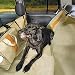 Dog Backseat Hammock