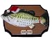 Big Mouth Billy Bass Sings for the Holidays! Motion Sensor Animated Christmas 2000