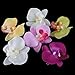 6 PCS New Orchid Flower Fashion Hair Clip Hairpins Bridal Hawaii Party Girl