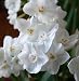 Narcissus Nir Paperwhites, 10 bulbs - 17+cm
