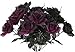 1 Black & 1 Purple Rose Bush Bouquet Floral Halloween 6 Stem 14