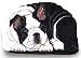 boston_terrier21boston terrier - Boston Terrier Pupper Weight