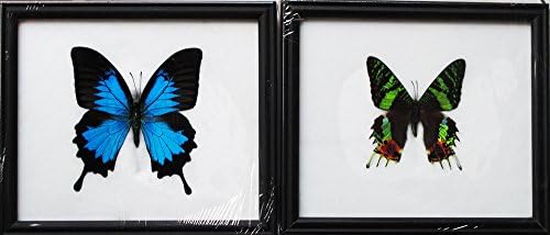 BIG SIZE BEAUTIFUL MADAGASCAR AND ULYSSES BUTTERFLY DISPLAY TAXIDERMY