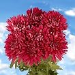 Pom Poms Burgundy Disbud 100 Flowers