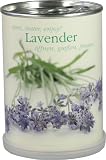 Produkt-Bild: Lavendel in der Dose MacFlowers
