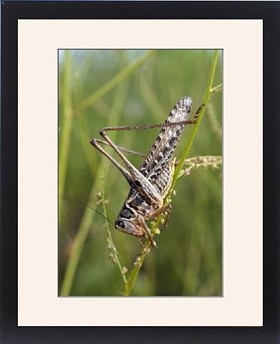 Framed Artwork of RD-188