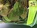 Herbs ~ 1/2 oz Wintergreen ~ Mostly whole leaves ~ Ravenz Roost herbs with special info on lablel