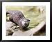 Asian Short Clawed Otter, Running Across Rocks in a Creek, Earsham, UK Animals Framed Art Poster Print by Elliott Neep, 31x25