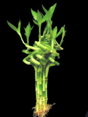 Betterdecor- 1 Bundle (10 Stalks ) of 6 Inches Spiral Lucky