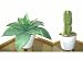 2 x Artificial Cacti, Artificial Succulent Plants